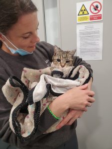Vet holding cat