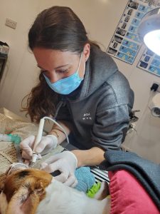 vet performing dental surgery