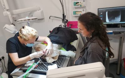When is the best time for your pet to have a dental check… 2:30 (Tooth-Hurty… Get it?)