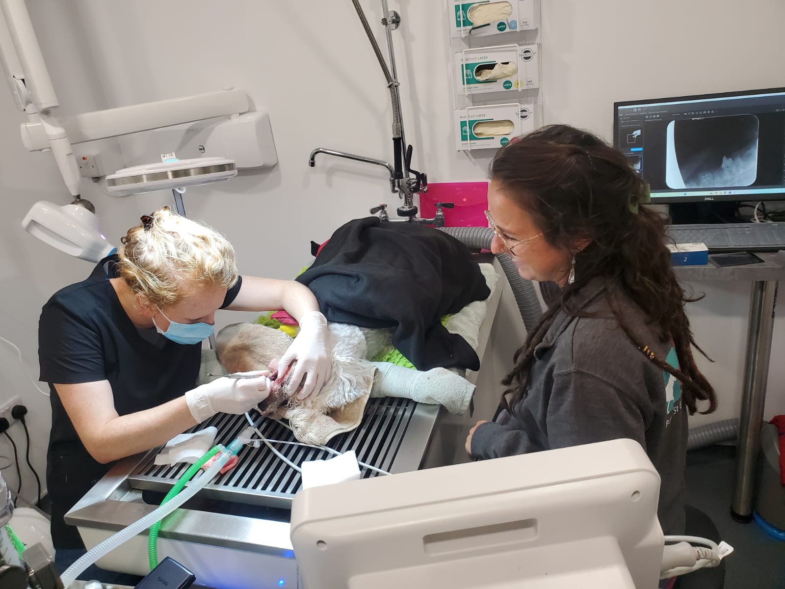 Two vets performing dental surgery